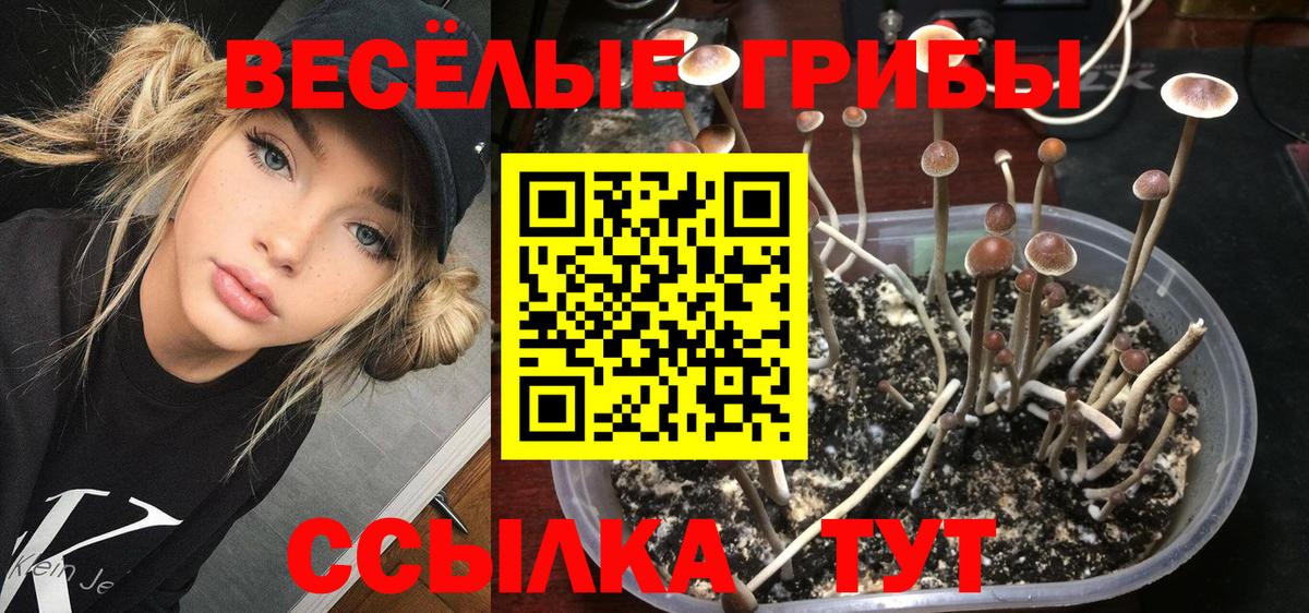 Псилоцибиновые грибы мицелий  где можно купить   Урус-Мартан  Вход с VPN 